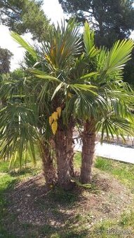 2,5 ročné sadenice Trachycarpus Fortunei