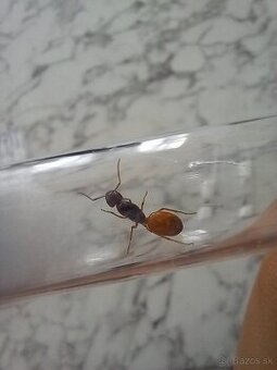 Kráľovny mravcov rodu Camponotus Fedtschenkoi