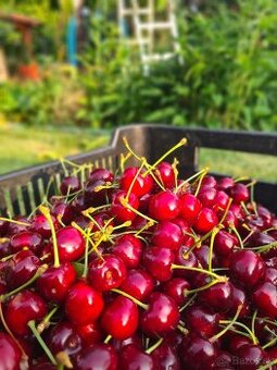 Čerešne 5€/kg