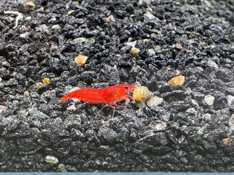Predám trpasličie krevety Neocaridina a Caridina
