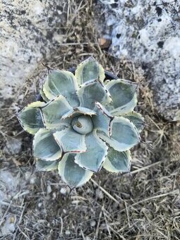 Agave Variegata kisshou