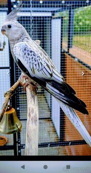 Korely perlove pár /ručne dokrmena - 1