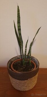 Svokrine jazyky 60 cm