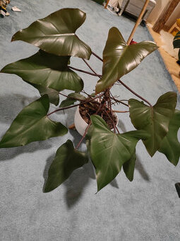 philodendron red