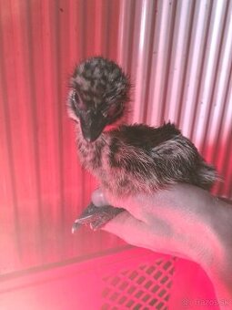 Emu,pštros emu