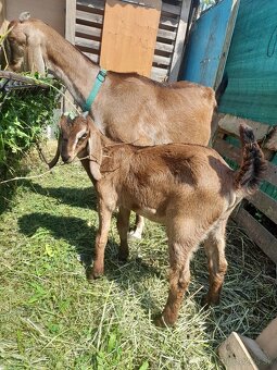 Anglonubijská koza