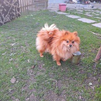 Pomeranian pomerian špic