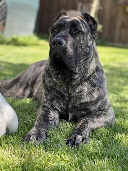 Darujem presa canario kanarska doga