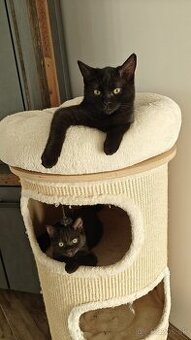 Ragdoll - 1