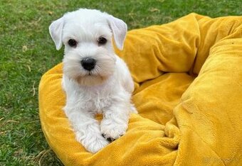 Bradáč malý biely - šteniatka s PP