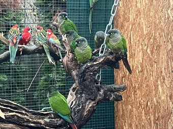 Pyrura zelenolíca 2025