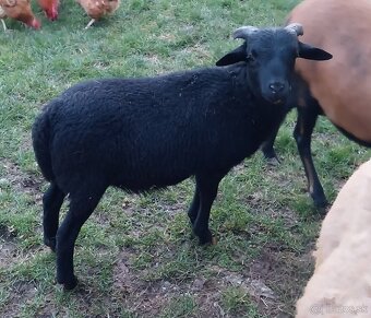 Kamerúnsky baran a ovca na predaj