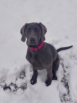 Darujem weimarskeho stavača