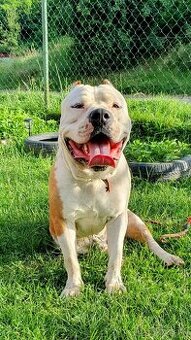 American bully XL