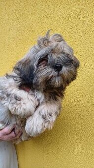 Prodám štěňátka Lhasa Apso