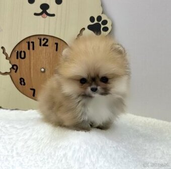 Pomeranian mini