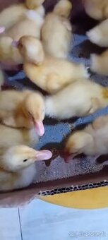 kacky brojlerove,pekingske