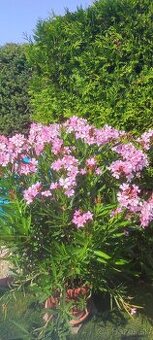 OLEANDER VEĽKÝ - 1
