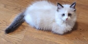 Ragdoll mačiatko