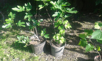 figovník vonkajší ozdobný