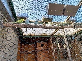 Predám tohtoročné andulky, zebričku, Holubka.