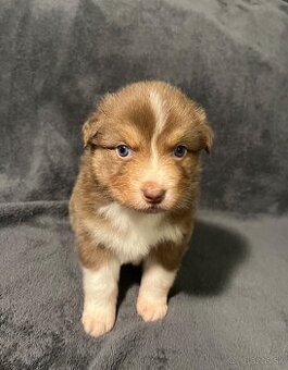 Austrálsky ovčiak s PP