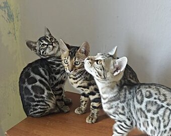 Bengálska mačka s PP