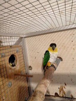 Amazonik čiernotemenný