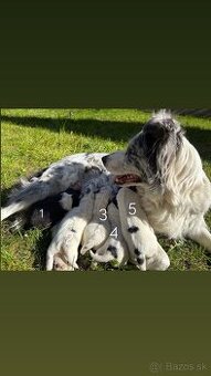 Šteniatka Border kólia