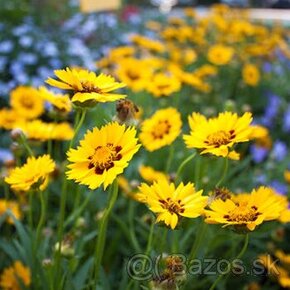 Coreopsis - krásnoočko - 1