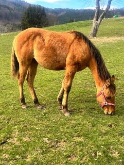 Kobylka QH s PP