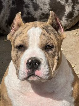 Na predaj American Bully