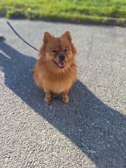 Pomerian f