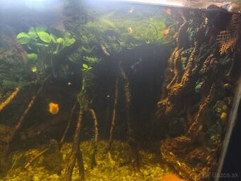 Akbarium +rybky+krevety