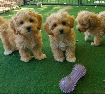 Maltipoo,pudel,maltezak