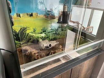 Terarium
