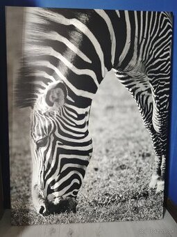 Obraz na plátne " Zebra" 85x113 - 1