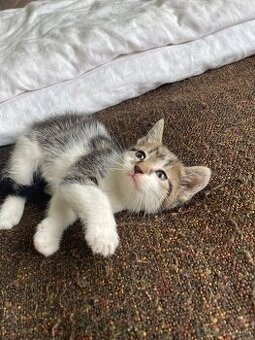 1/2 Mainská mývalia mačka/kocúr (Maine Coon)