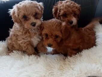 Maltipoo
