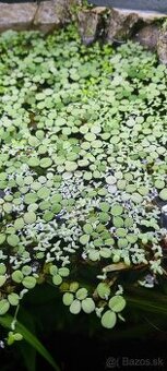 Plávajúce rastliny