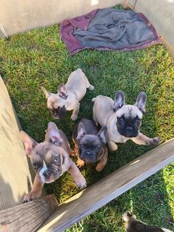 Francúzsky Buldoček