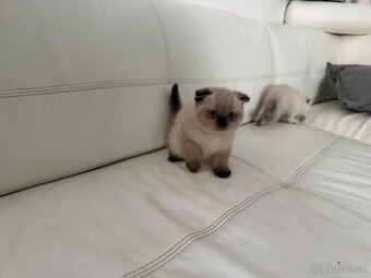 Britské mačiatka - 1