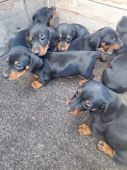 Jazvečík krátkosrstý čiernopálený