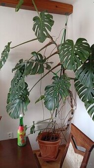 monstera 20 rokov
