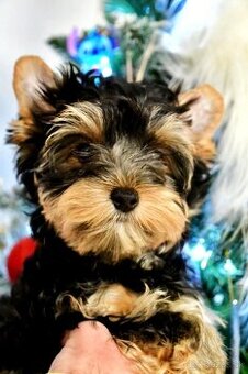 York, biewer,yorksirsky terier