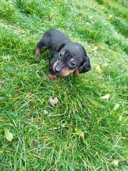 Jazvečíky - šteniatka