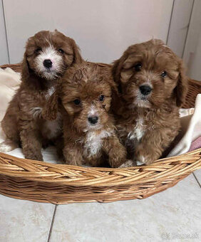 Pudel, cavalier, cavapoo