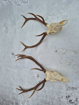 Trofej trofeje paroh parohy parozie zhody