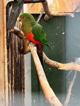 Papagáj kralovsky 2024 1:0