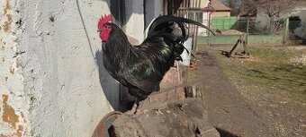 Predám kohúty australorpky